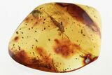 Giant Fossil Bristletail (Machilidae) with Coprolites In Baltic Amber #346400-1